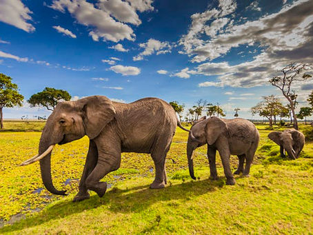 Masai Mara Cultural Safari In Kenya