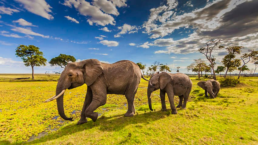 Masai Mara Cultural Safari In Kenya