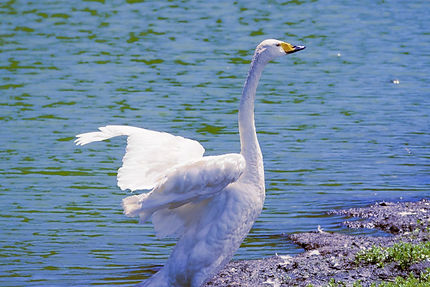 渡り鳥の色・・・・・
