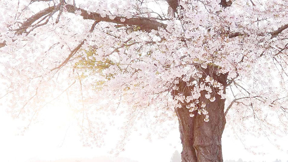 桜2_edited.jpg