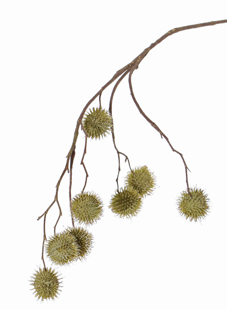 Platanusspray (Platanus acerifolia)