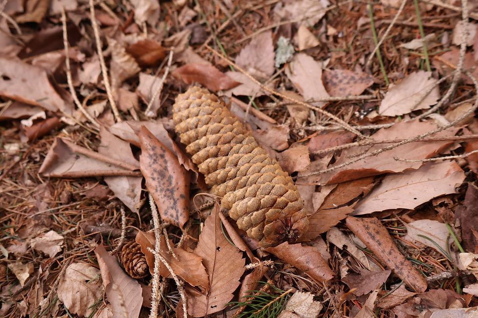 おや、これは！？