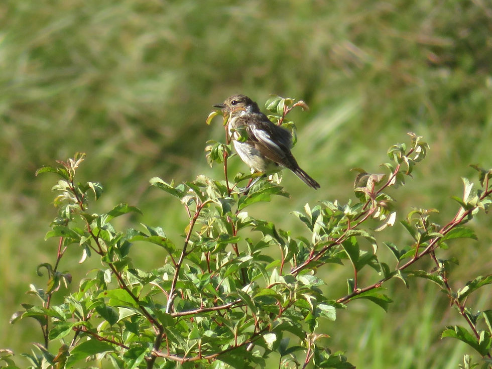 君はもうすぐ大人になりそうね！