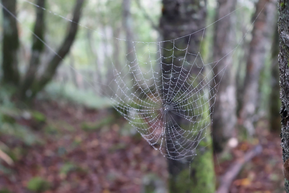 雨粒の光るきれいな蜘蛛の巣