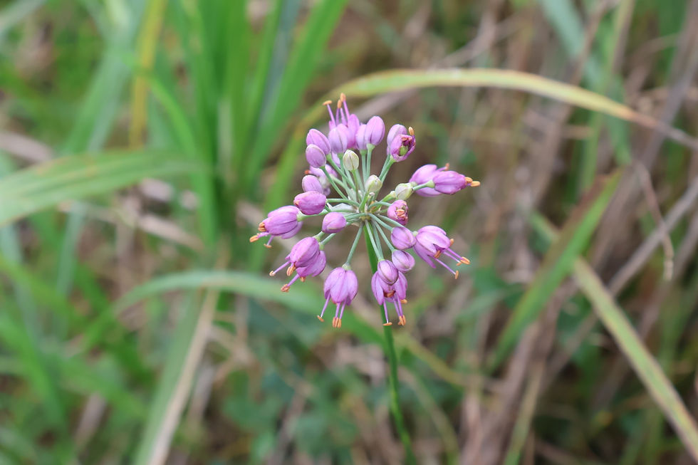 ヤマラッキョウ（山辣韭）