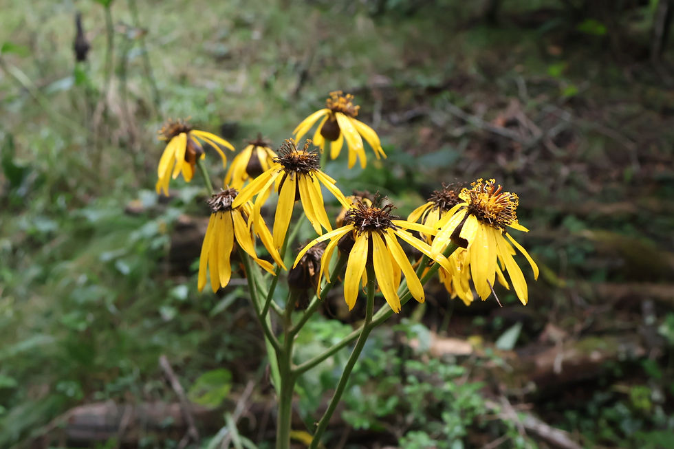マルバダケブキ（丸葉岳蕗）は終わりの季節