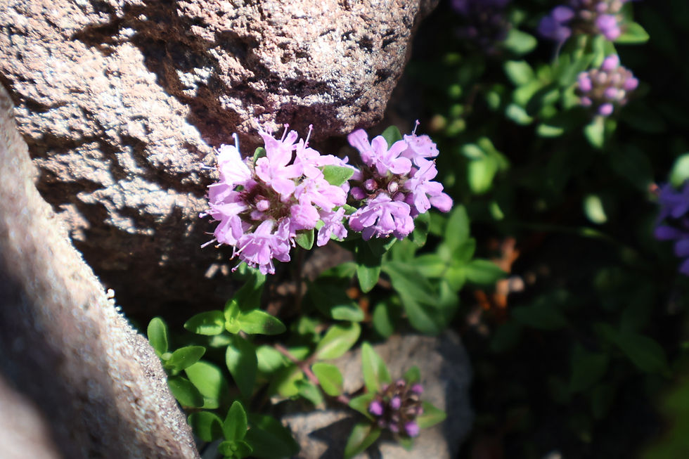 イブキジャコウソウ