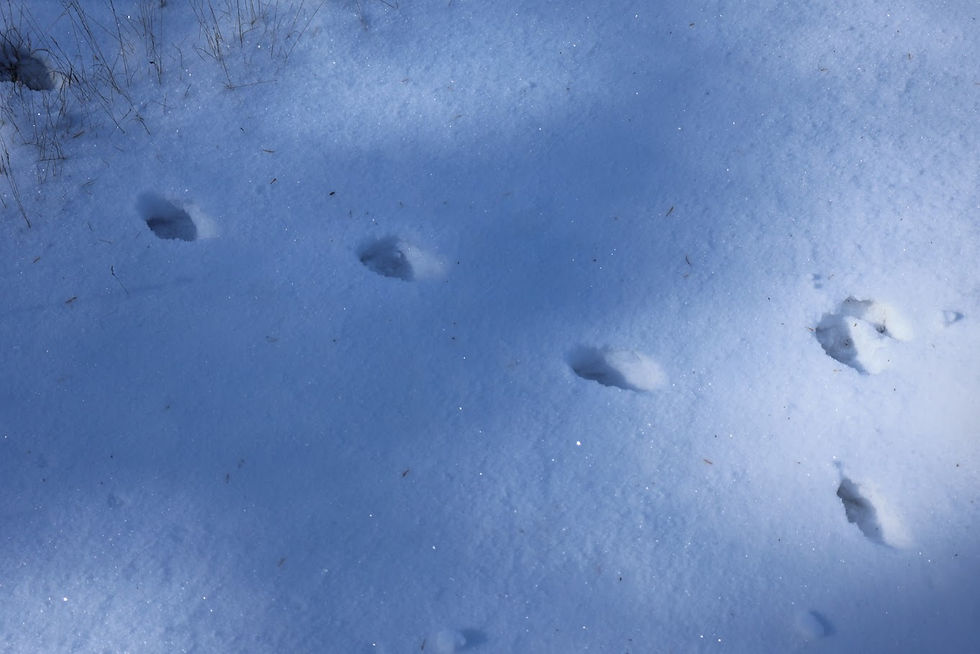 このモデルウォークはキツネでしょうか。