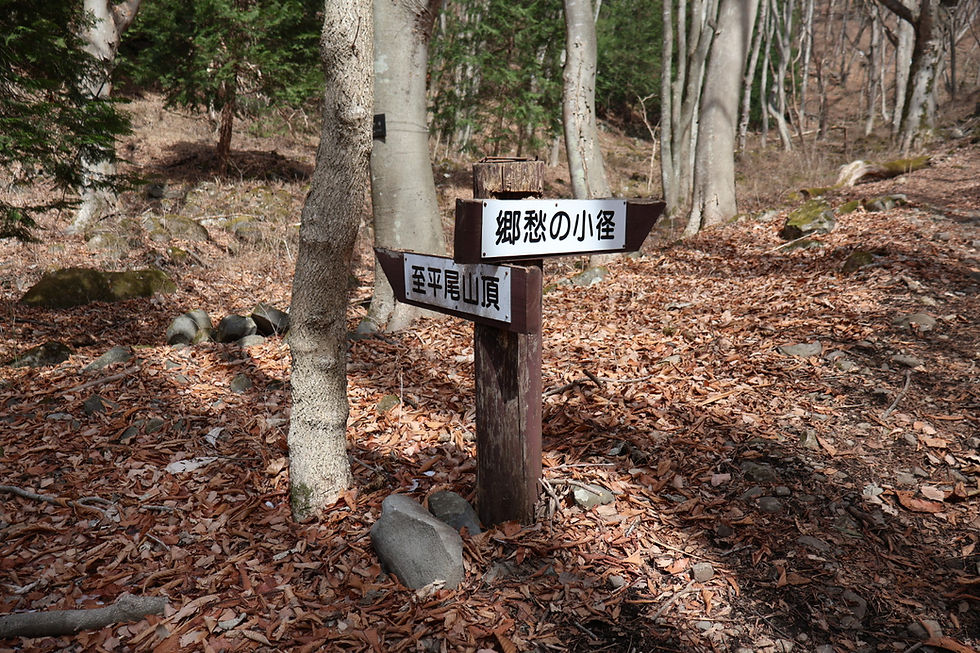 ここからも山頂に続く道が…