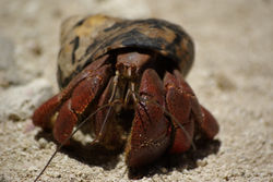 Vacances en mobile home