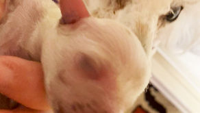 レンちゃん出産おめでとう👏✨