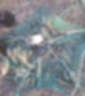 yabbies in yabby net_edited.jpg