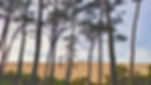 Horizon.jpeg