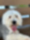 Old English Sheepdog, Bob Tails, Little Mermaid Dog Breed
