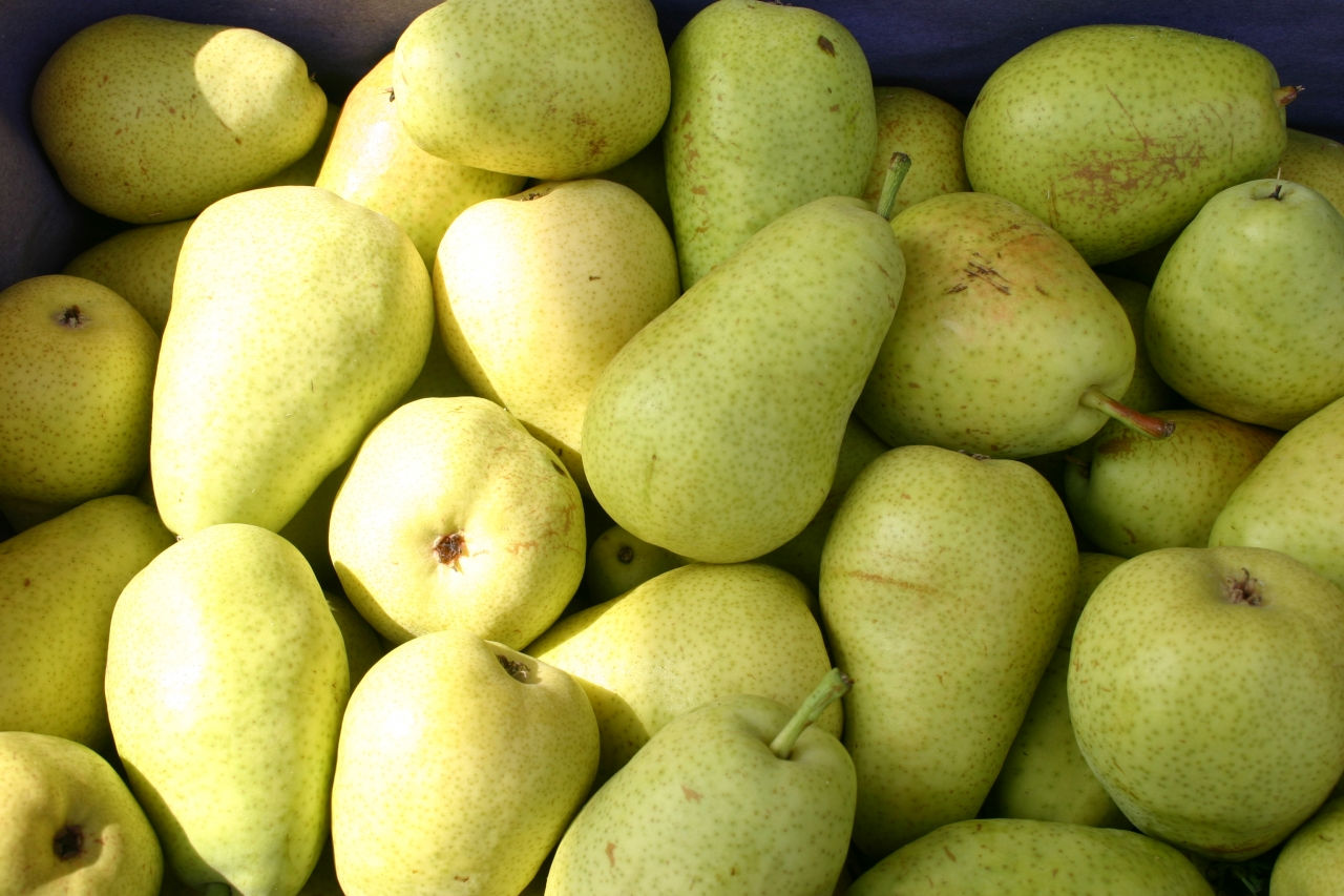 Poire Guyot 