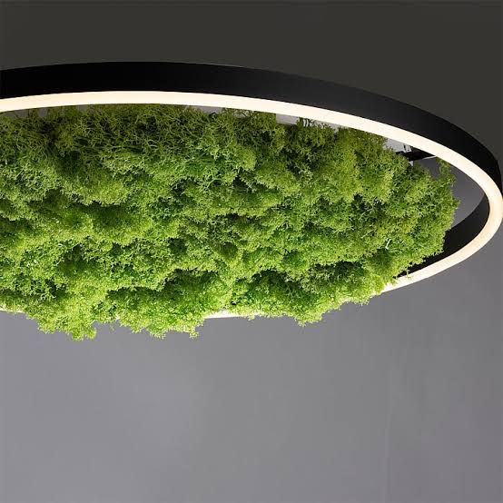 Thumbnail: Paul Neuhaus: Moss Light