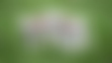 What's next for World Vegan Month?