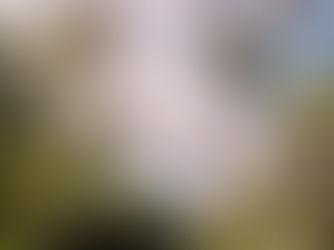 Pampas del Yacuma : Joyau d'Amazonie