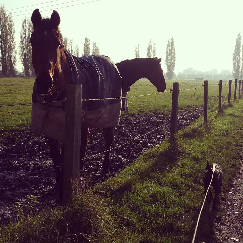 KH Equestrian, Pet Care and House Sitting Wisbech