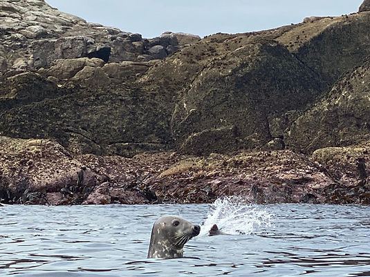 Seal.jpeg