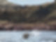Seal.jpeg