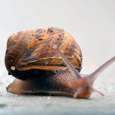 Significado del caracol y mensajes.