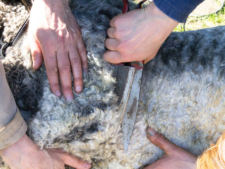 Brør en Famke naar de kapper!