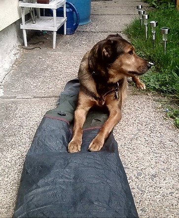 Siyo helps me fold my tent after drying.