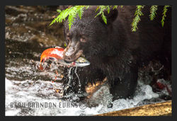 Black Bear, Kokanee Salmon