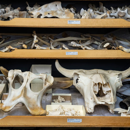 Spotlighting Zooarcheology
