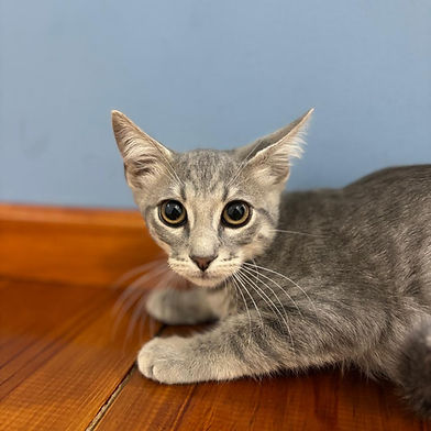 Gris, 3 meses