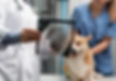 veterinarian-taking-care-pet-dog (8)_edited.jpg