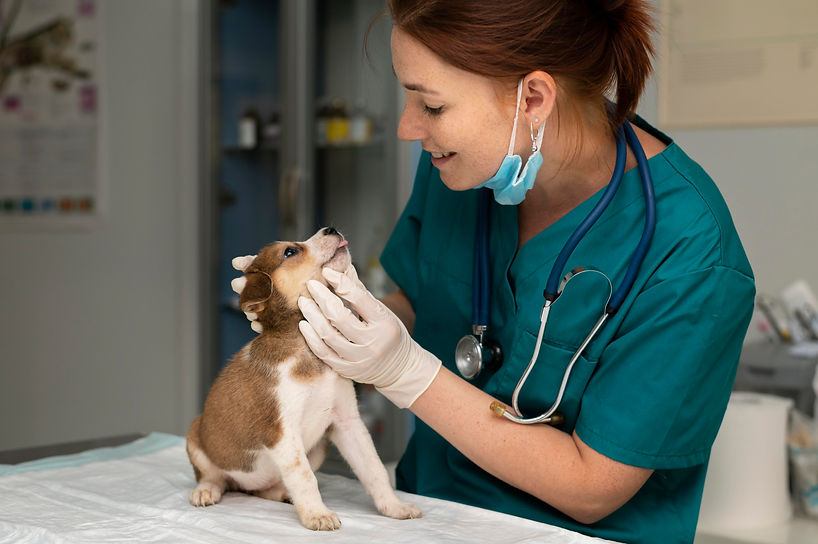 close-up-veterinarian-taking-care-dog.jpg