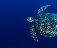Sea Turtle