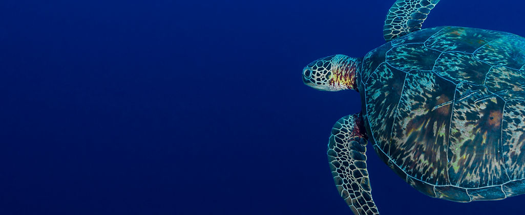 Sea Turtle