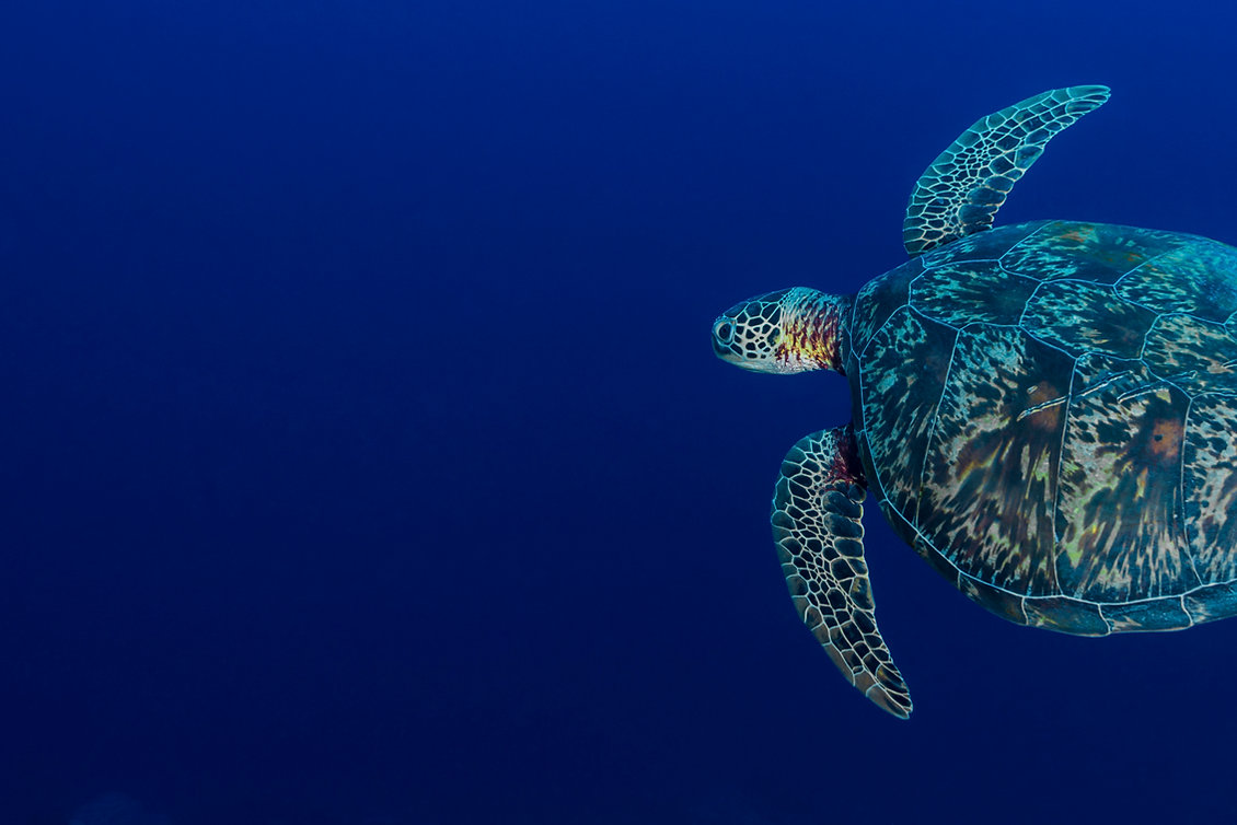 Sea Turtle
