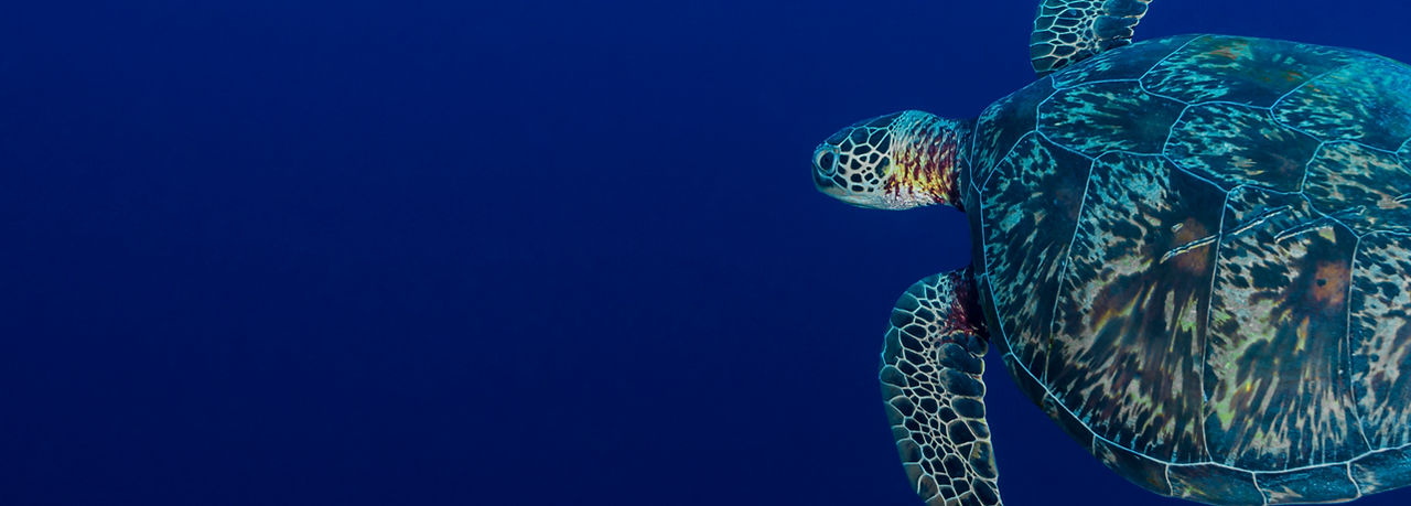 Sea Turtle