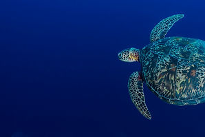 Sea Turtle Swimming