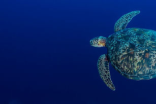 Sea Turtle