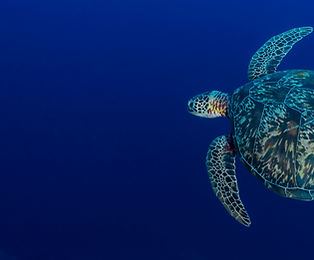 Sea Turtle