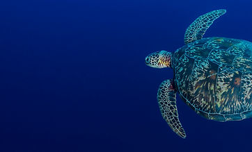 Sea Turtle