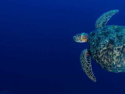 A giant turtle to depict Marine Biology