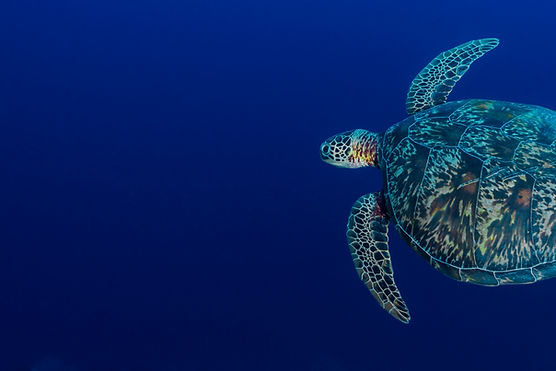 Sea Turtle