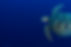 Sea Turtle