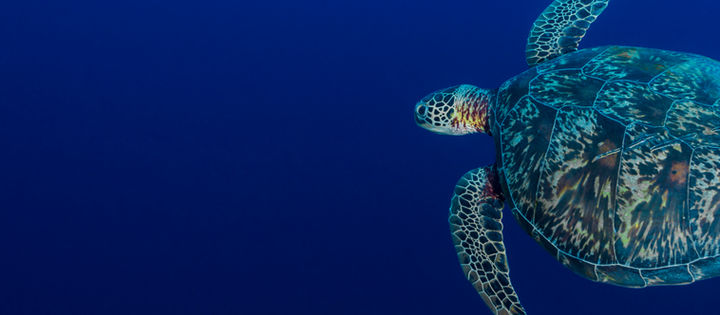 Tortuga nadando en el fondo azul marino del océano