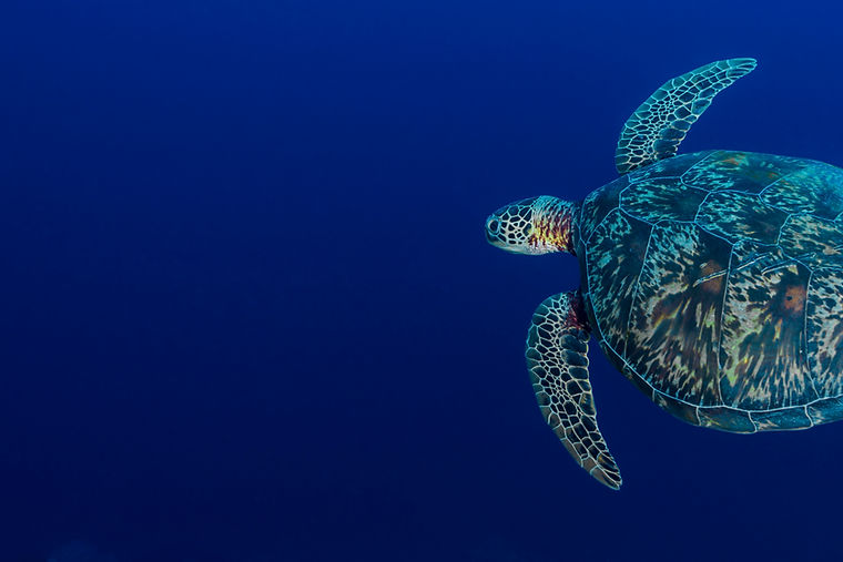 Sea Turtle Swimming