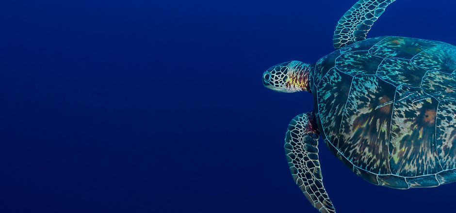 Sea Turtle