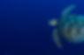 Tortue de mer