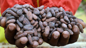 Commerce/Afrique:
Cocobod du Ghana reçoit un prêt de 300 millions$ pour refinancer les obligations c