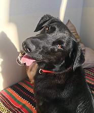 Labrador Retreiver